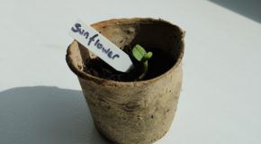 New Life in Spring