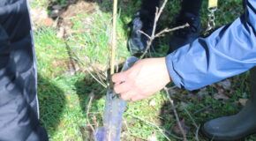 Year 6 Leavers Celebrations: Tree Planting in Cassiobury Park